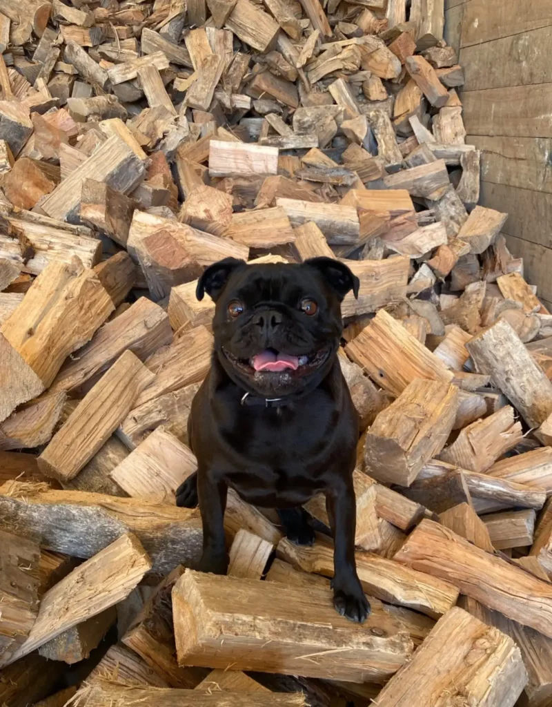 Frank the Pug dog on firewood